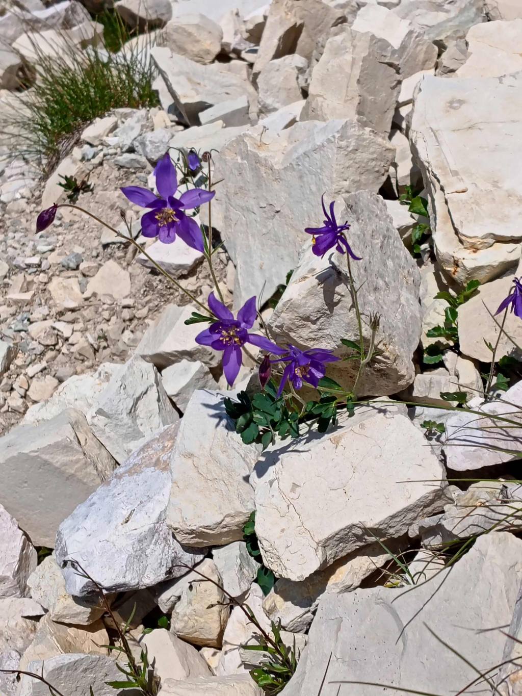 quale Aquilegia?